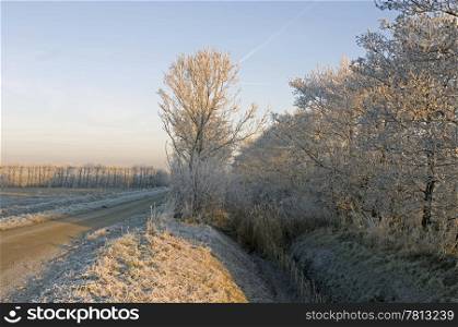 The ditches and hoarfrost covered hedges around an orchard in winter.