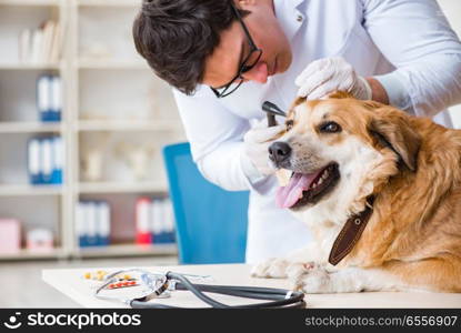 The doctor examining golden retriever dog in vet clinic. Doctor examining golden retriever dog in vet clinic