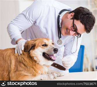 The doctor examining golden retriever dog in vet clinic. Doctor examining golden retriever dog in vet clinic