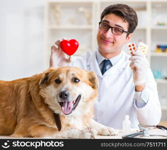 The doctor examining golden retriever dog in vet clinic. Doctor examining golden retriever dog in vet clinic