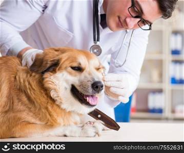 The doctor examining golden retriever dog in vet clinic. Doctor examining golden retriever dog in vet clinic