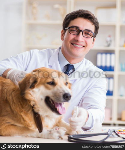 The doctor examining golden retriever dog in vet clinic. Doctor examining golden retriever dog in vet clinic