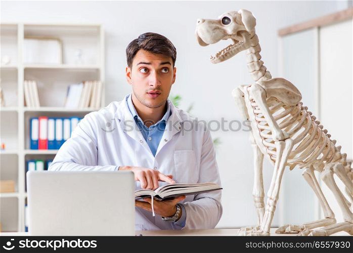The doctor vet practicing on dog skeleton. Doctor vet practicing on dog skeleton