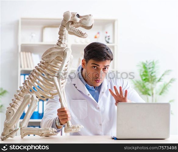 The doctor vet practicing on dog skeleton. Doctor vet practicing on dog skeleton