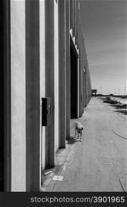 The dog in a desolate warehouse