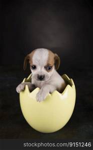The dog in an Easter egg