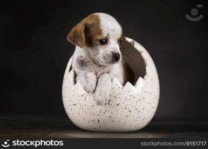 The dog in an Easter egg