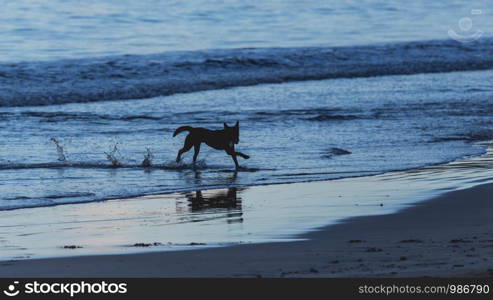 The dog is running on the beach in the morning.