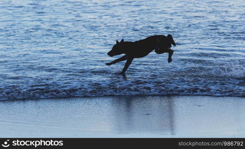 The dog is running on the beach in the morning.