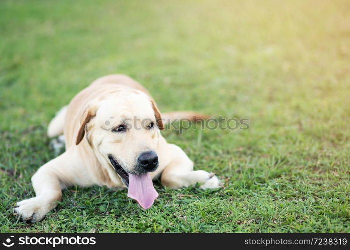 The dog is sleeping in the park.