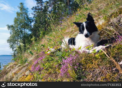 The dog lies quietly in a forest glade with flowers.. The dog is lying on a strawberry field with flowers on the shore of the lake.