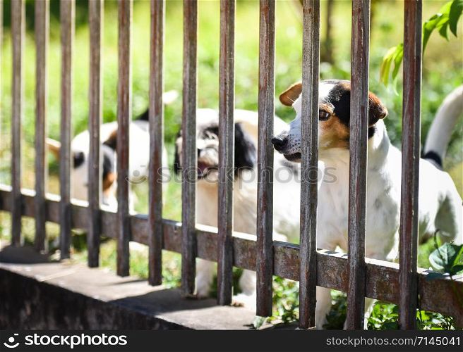The dog looking outside waiting for the owner in fence front yard at home - sad dog animal pet