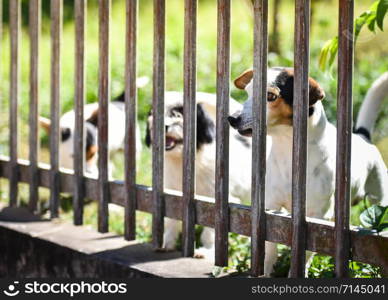 The dog looking outside waiting for the owner in fence front yard at home - sad dog animal pet