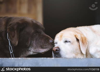 The dog looking sad waiting in front of the house. Straight looking face. Pets concept. empty space for text.