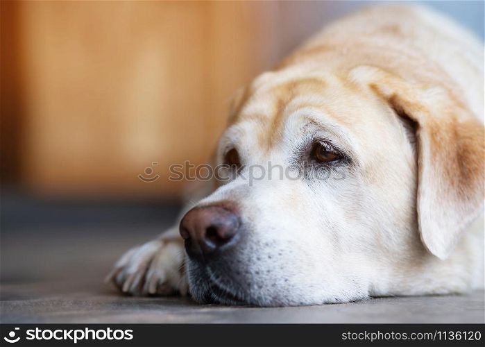 The dog looking sad waiting in front of the house. Straight looking face. Pets concept. empty space for text.