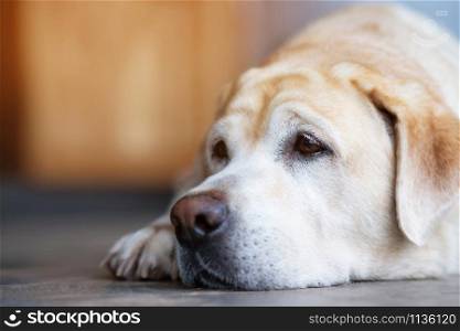 The dog looking sad waiting in front of the house. Straight looking face. Pets concept. empty space for text.