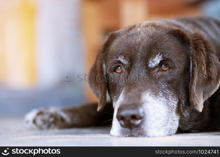 The dog sleeps sad waiting in front of the house. Straight looking face. Pets concept.