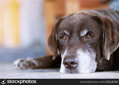 The dog sleeps sad waiting in front of the house. Straight looking face. Pets concept.