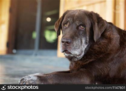 The dog sleeps sad waiting in front of the house. Straight looking face. Pets concept. soft focus. Leave copy space to write text.