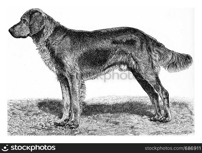 The dog, vintage engraved illustration. From Deutch Vogel Teaching in Zoology.