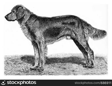 The dog, vintage engraved illustration. From Deutch Vogel Teaching in Zoology.