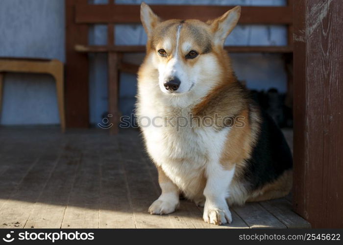 The dog Welsh Corgi pembroke rests on the veranda of his house.. The dog Welsh Corgi pembroke rests on the veranda of his house. portrait