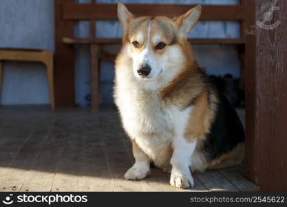 The dog Welsh Corgi pembroke rests on the veranda of his house.. The dog Welsh Corgi pembroke rests on the veranda of his house. portrait