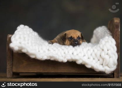 The dogs sleep on a wooden bed