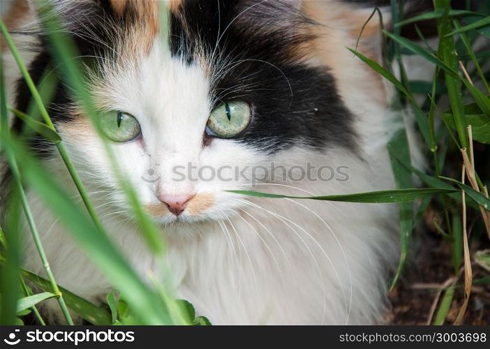 The domestic cat is a mammal of the cat family of raptors