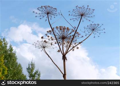 the dried plant is cow parsnip, dried inflorescence of the plant cow parsnip. dried inflorescence of the plant cow parsnip, the dried plant is cow parsnip