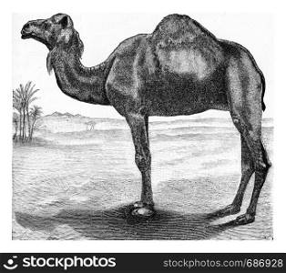 The dromedary, vintage engraved illustration. From Deutch Vogel Teaching in Zoology.
