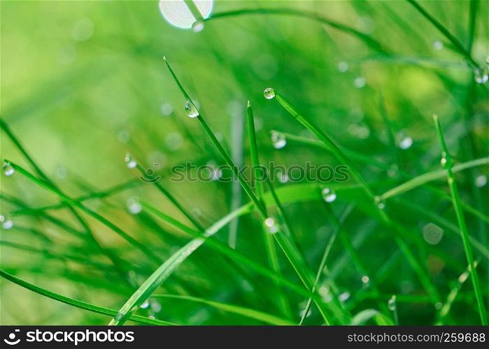 the drops on the green grass