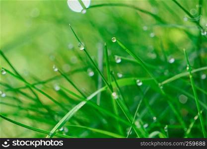 the drops on the green grass