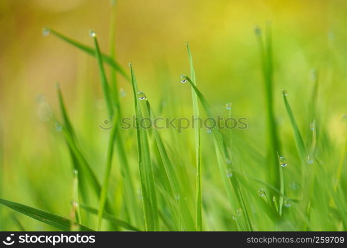 the drops on the green grass