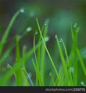 the drops on the green grass in the garden