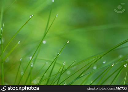the drops on the green grass in the garden