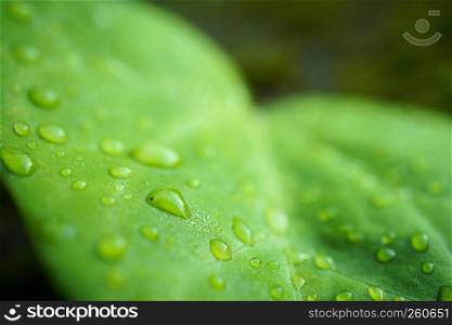 the drops on the green leaf