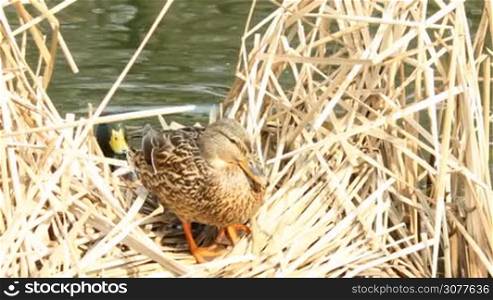 The duck nests in the reeds