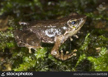 The Dusky torrent frog (Micrixalus fuscus)