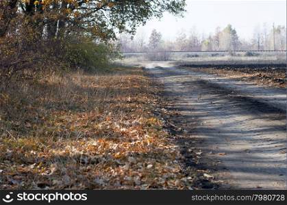the earth road covered with foliage between the wood and a field, a subject fall and the nature