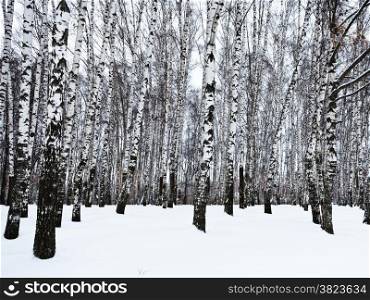 the edge of snowy birch woods in winter