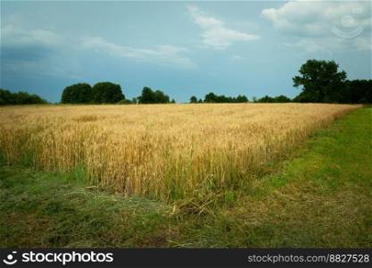 The edge of the field with grain and the cloudy sky, summer rural view