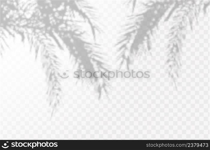 The effect of overlaying shadows. Natural light layoutRealistic shadow of tropical leaves or branches on transparent checkered background.. Realistic shadow of tropical leaves or branches on transparent checkered background. The effect of overlaying shadows. Natural light layout.