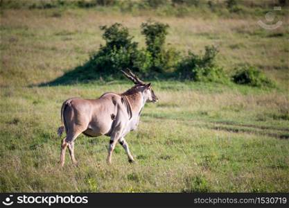 The Eland, the largest antelope, in a meadow in the Kenyan savanna. Eland, the largest antelope, in a meadow in the Kenyan savanna