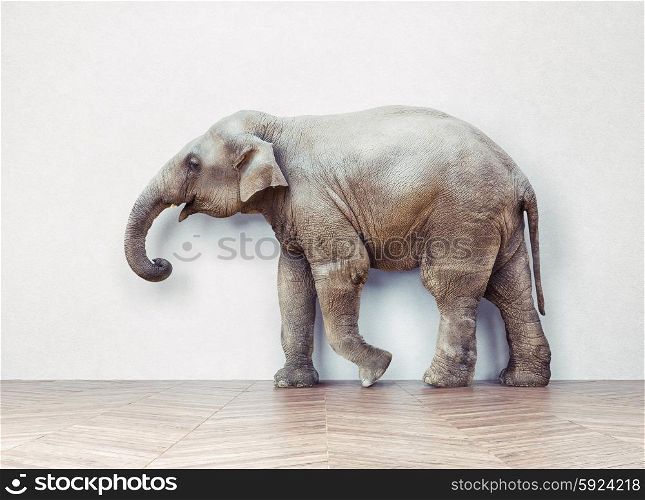 the elephant calm in the room near white wall. Creative concept