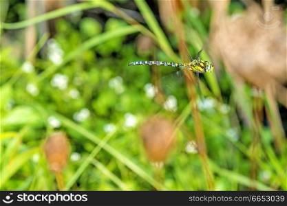 The emperor dragonfly during a flight