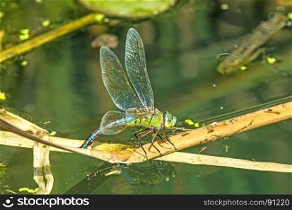 The emperor dragonfly, female laying eggs in a pond
