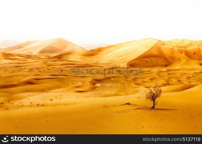 the empty quarter and outdoor sand dune in oman old desert rub al khali