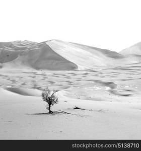 the empty quarter and outdoor sand dune in oman old desert rub al khali