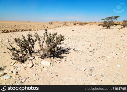 the empty quarter and outdoor sand dune in oman old desert rub al khali